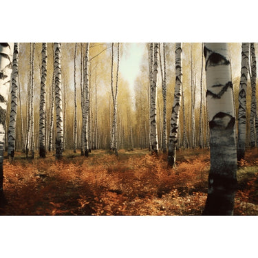 Canvas of Birch Trees in Autumn